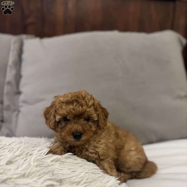 Cuddles, Miniature Poodle Puppy