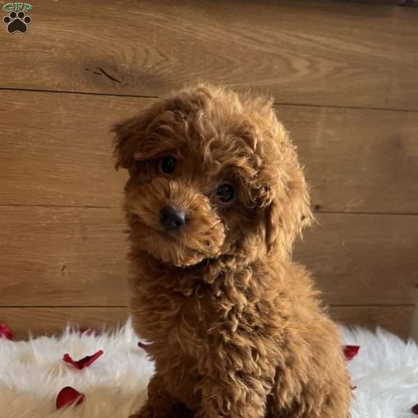 Ruby, Toy Poodle Puppy