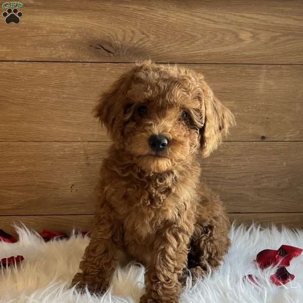Juliet, Toy Poodle Puppy