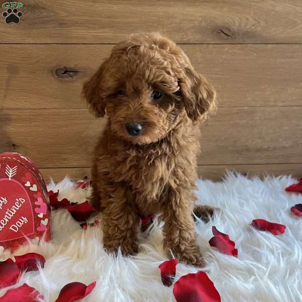 Sweetie, Toy Poodle Puppy
