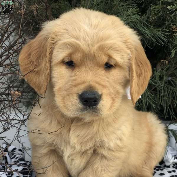 Bracken, Golden Retriever Puppy
