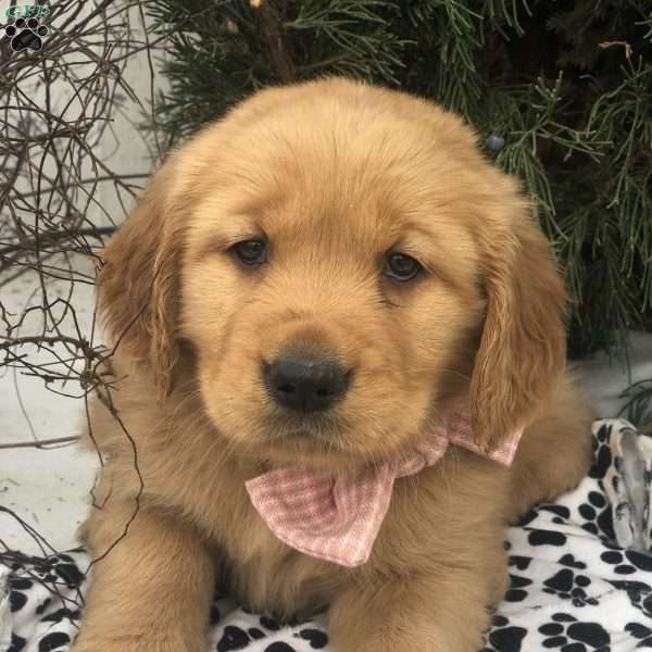Paige, Golden Retriever Puppy