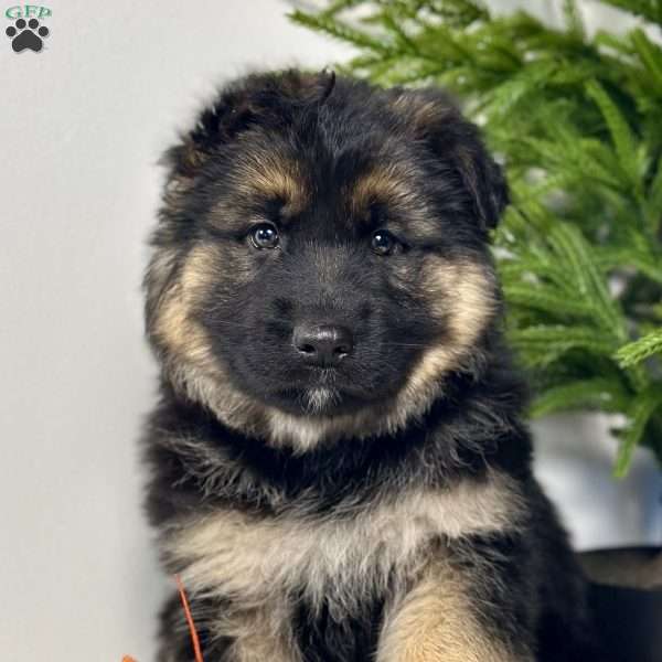 Boomer, German Shepherd Puppy