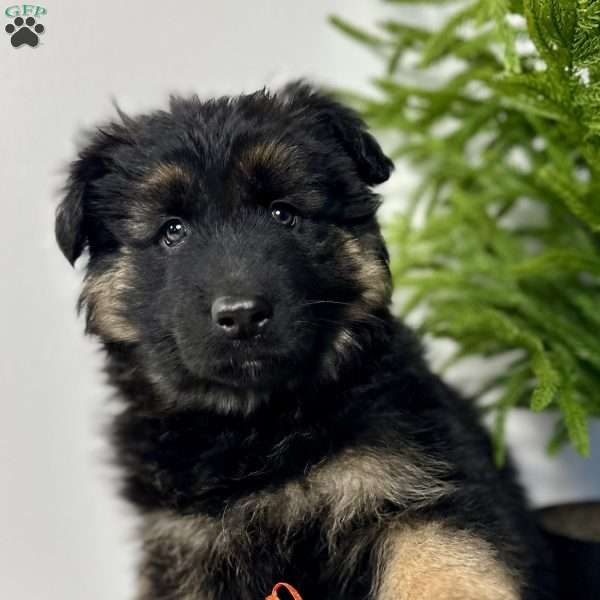 Bandit, German Shepherd Puppy