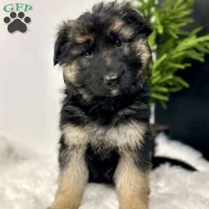Bailey, German Shepherd Puppy