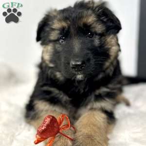 Bailey, German Shepherd Puppy