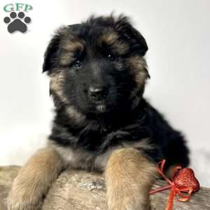 Bailey, German Shepherd Puppy