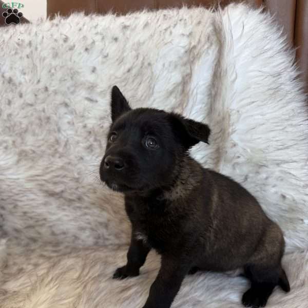 Silver, Belgian Malinois Puppy