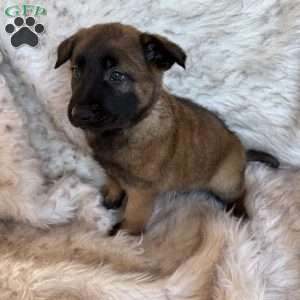 Purple, Belgian Malinois Puppy