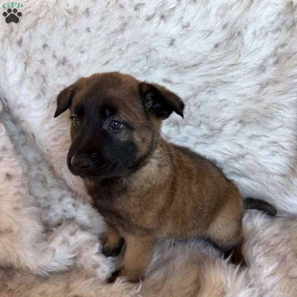 Purple, Belgian Malinois Puppy