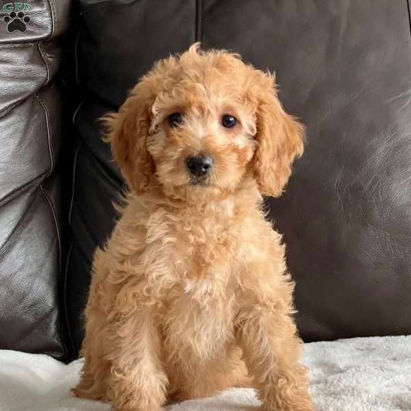 Penelope, Cockapoo Puppy