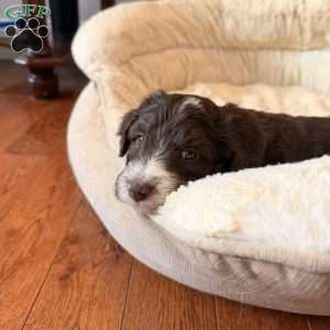 Adelle, Borderdoodle Puppy