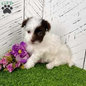 Mitzi, Havapoo Puppy