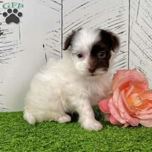 Mitzi, Havapoo Puppy