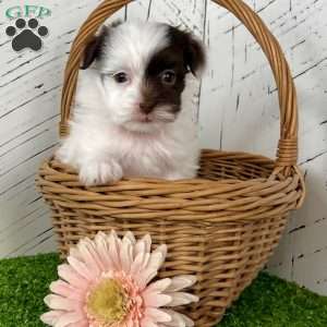 Mitzi, Havapoo Puppy