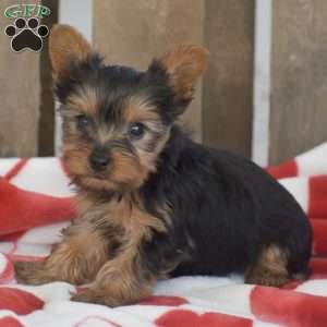 Musketeer, Yorkie Puppy