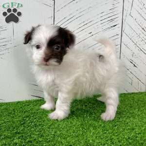 Mitzi, Havapoo Puppy