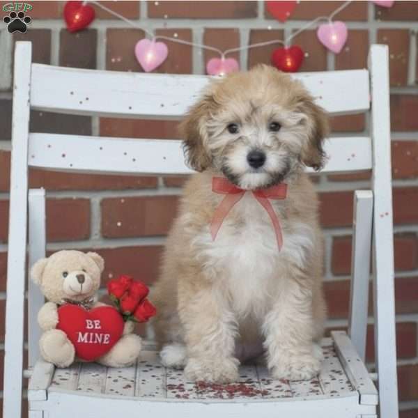 Nikki, Miniature Poodle Puppy