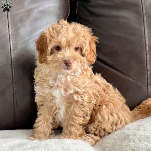 Cinderella, Cockapoo Puppy