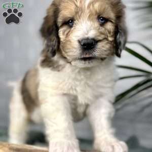 Bruno, Saint Berdoodle Puppy