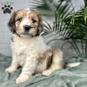 Bruno, Saint Berdoodle Puppy