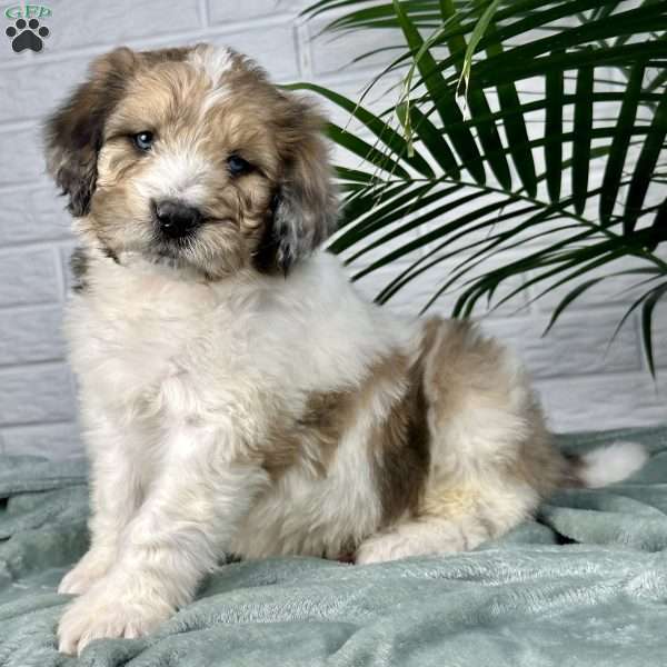 Bruno, Saint Berdoodle Puppy
