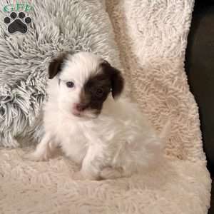 Mitzi, Havapoo Puppy