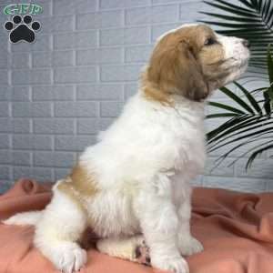 Bailey, Saint Berdoodle Puppy