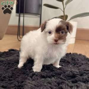 Mitzi, Havapoo Puppy