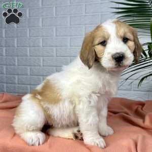 Bailey, Saint Berdoodle Puppy