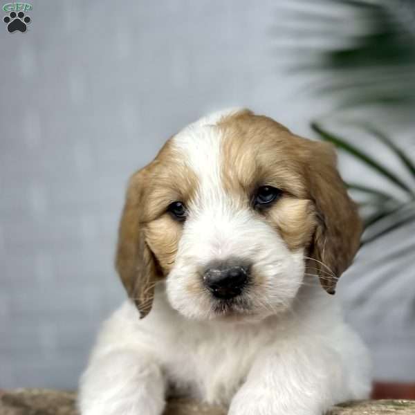 Bailey, Saint Berdoodle Puppy