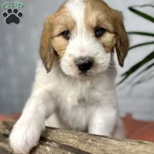 Bailey, Saint Berdoodle Puppy