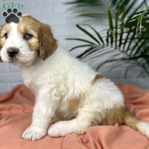Bailey, Saint Berdoodle Puppy