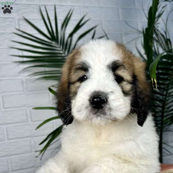 Bella, Saint Berdoodle Puppy