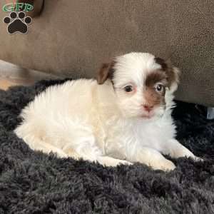 Mitzi, Havapoo Puppy