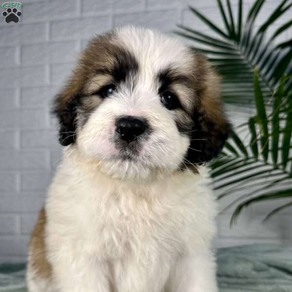 Biscuit, Saint Berdoodle Puppy