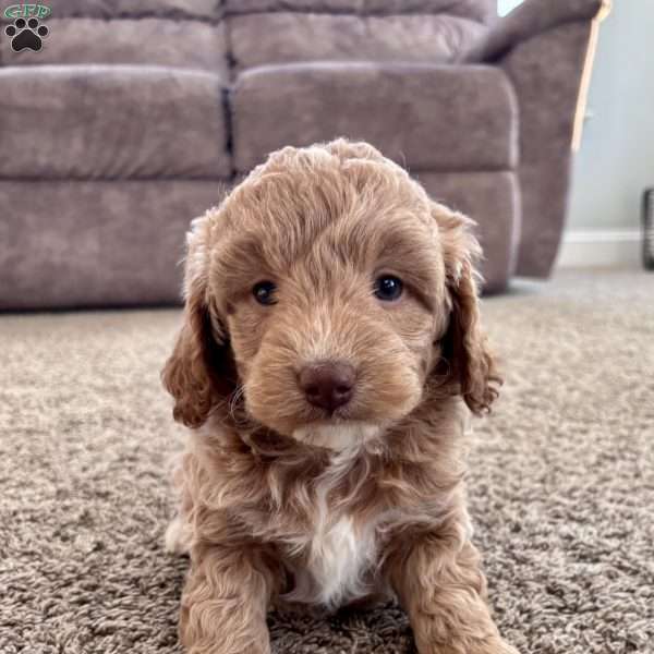Avery – Mini F1b, Cockapoo Puppy