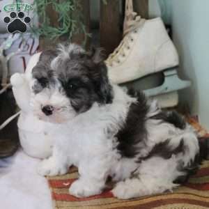 Dusty, Bich-Poo Puppy