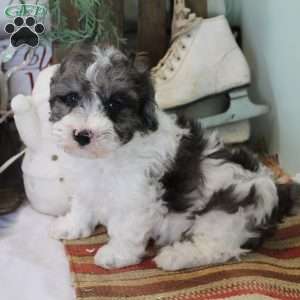 Dusty, Bich-Poo Puppy