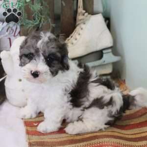 Dusty, Bich-Poo Puppy