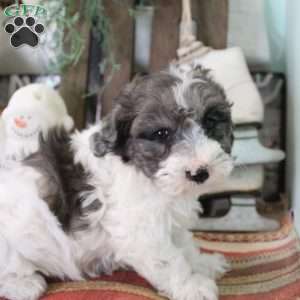 Dusty, Bich-Poo Puppy