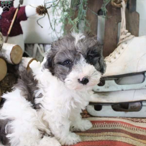 Dusty, Bich-Poo Puppy