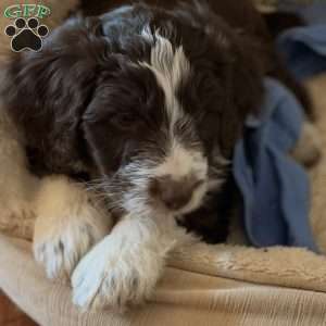 Bruno, Borderdoodle Puppy