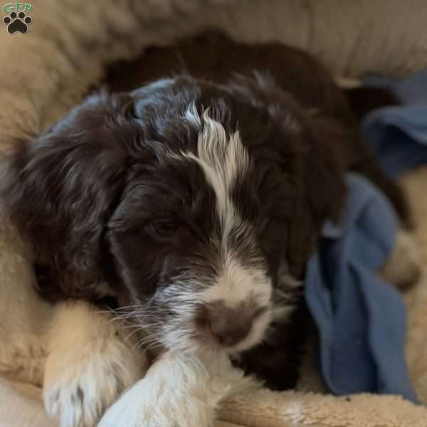 Bruno, Borderdoodle Puppy
