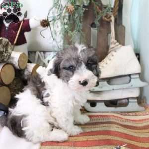 Dusty, Bich-Poo Puppy