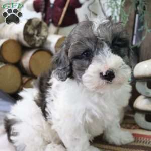 Dusty, Bich-Poo Puppy