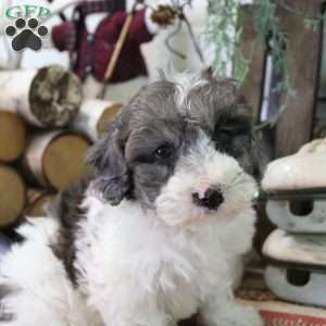 Dusty, Bich-Poo Puppy