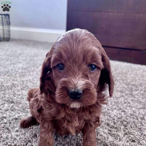 Millie – Mini F1b, Cockapoo Puppy