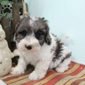 Dusty, Bich-Poo Puppy