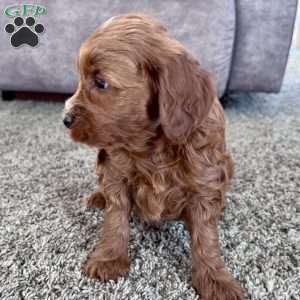 Millie – Mini F1b, Cockapoo Puppy